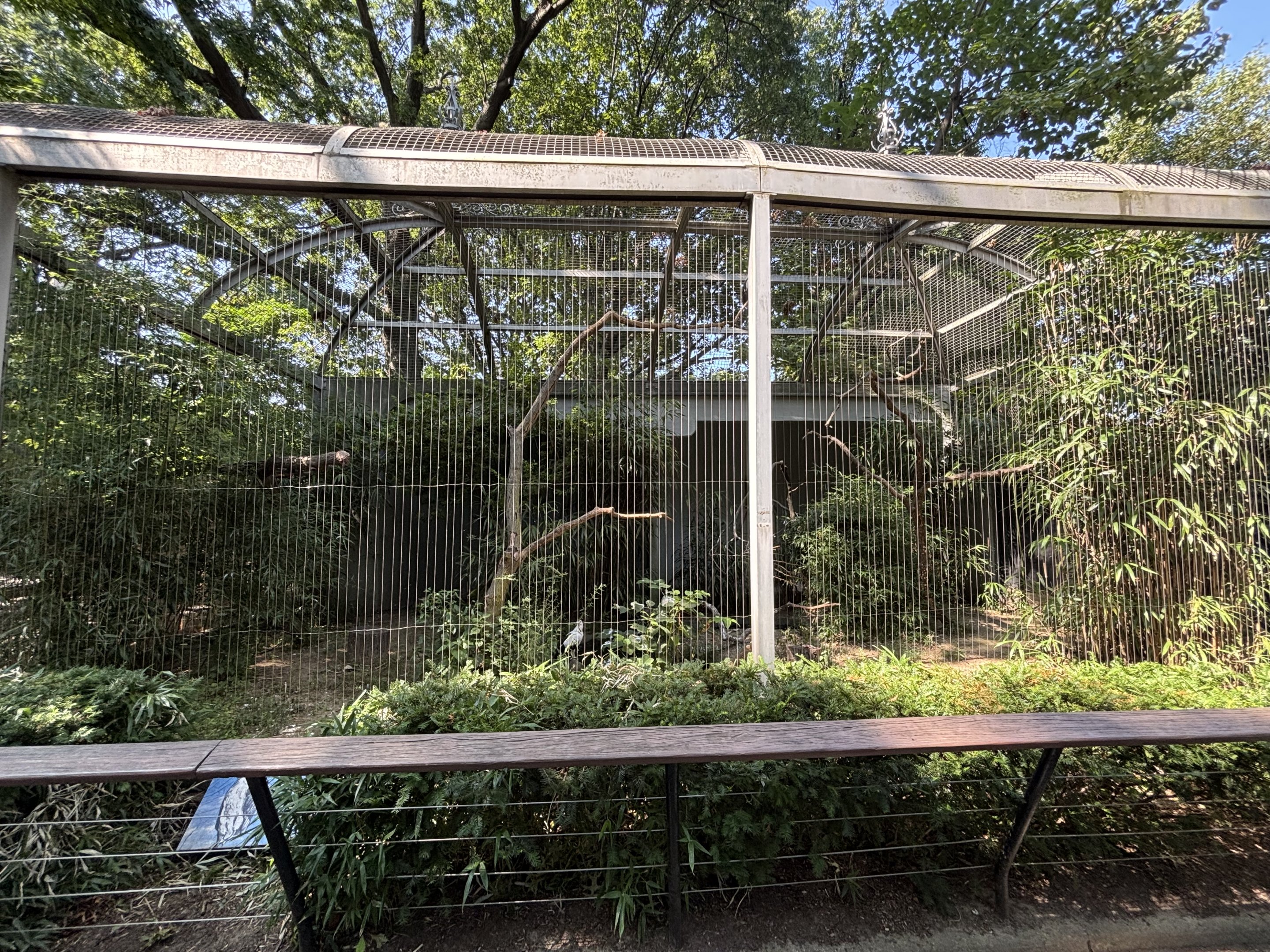 Palm-nut Vulture Aviary