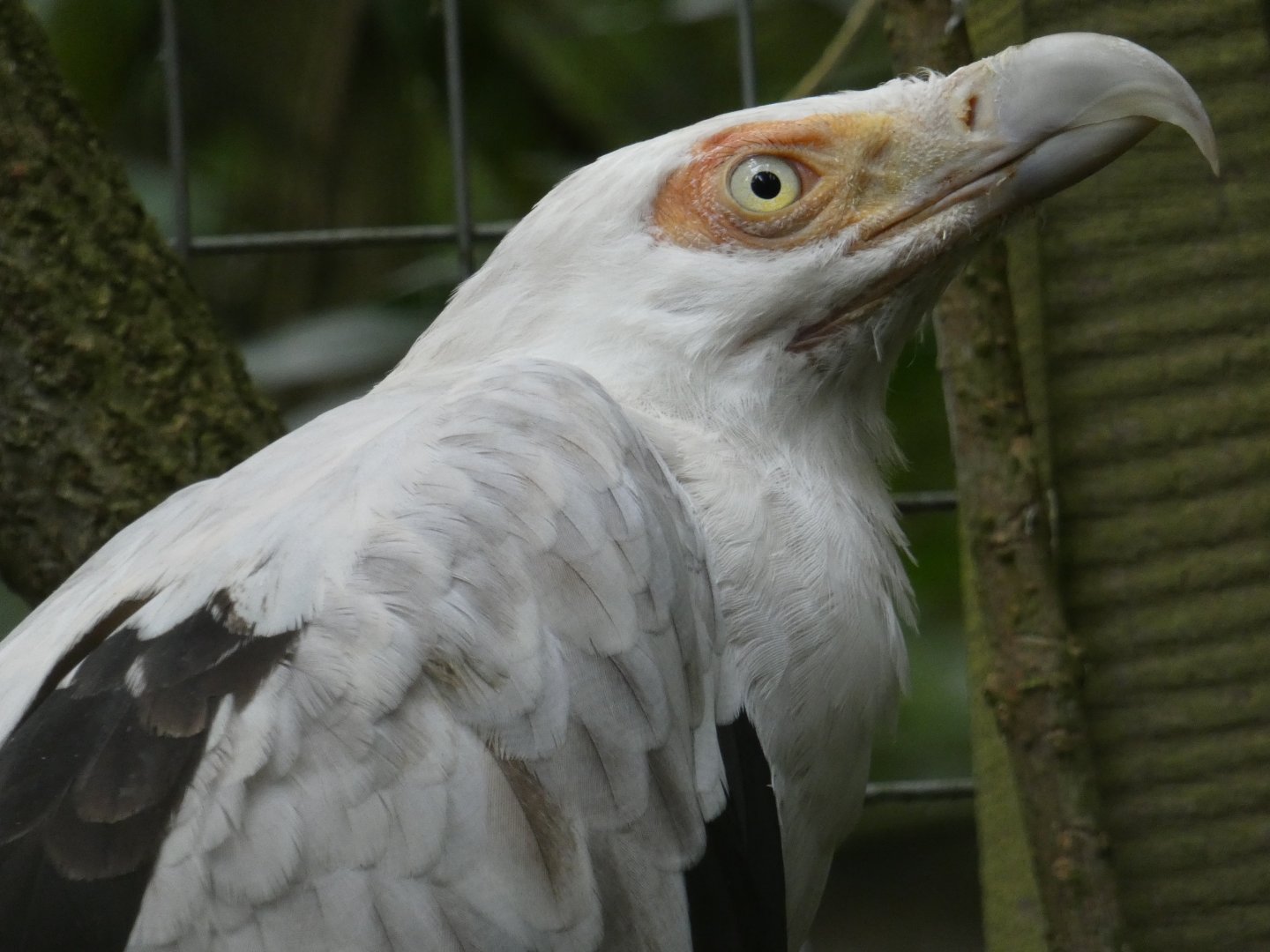 Palm-nut vulture close-up (Rutland Falconry Centre)