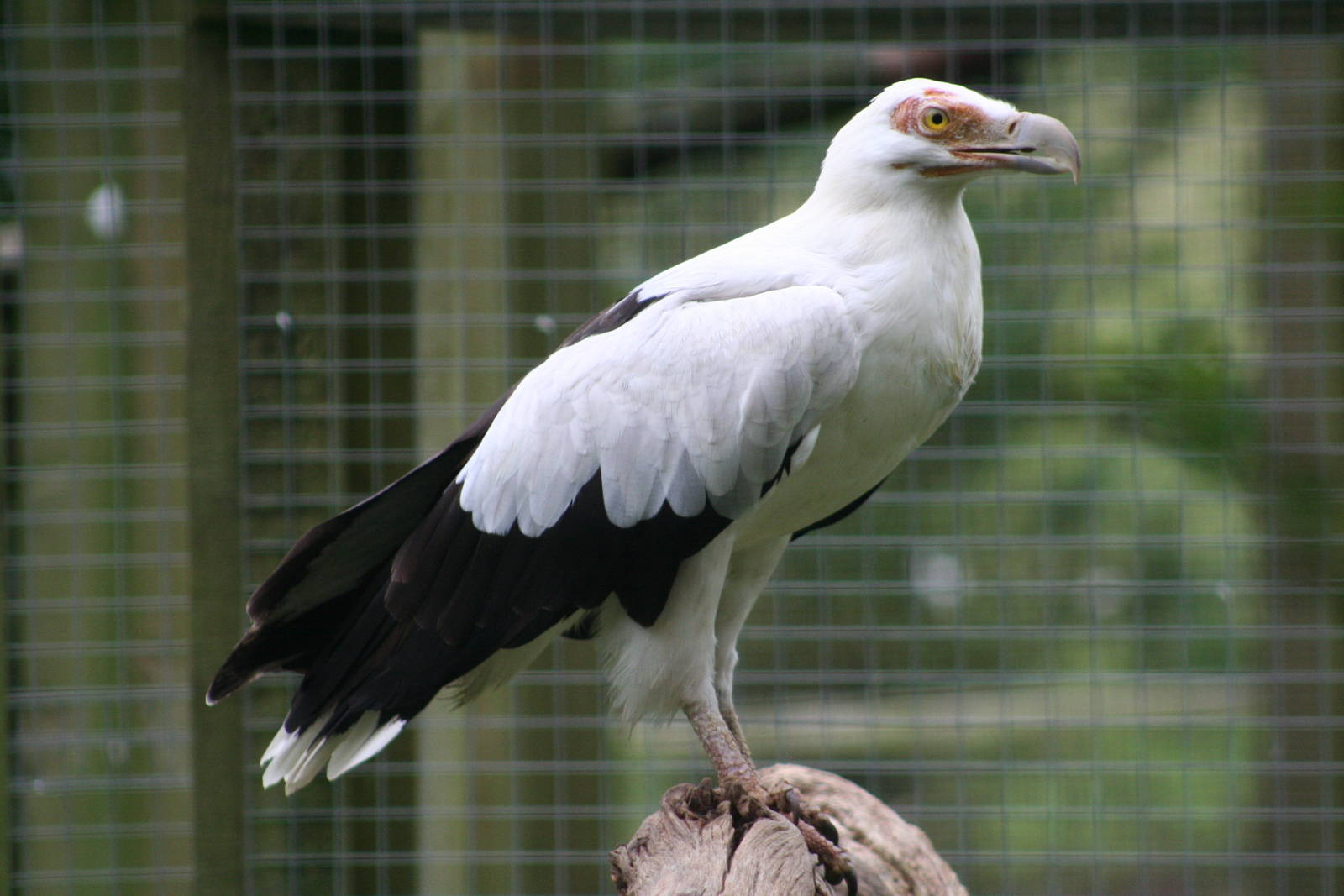 Palm Nut Vulture @ Cotswold Falconry; 24.10.2014
