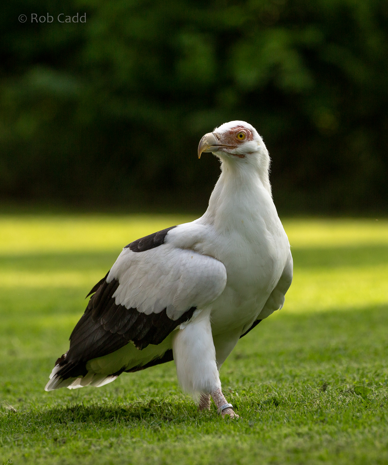 Palm-nut vulture : Cotswold Falconry Centre : 03 Sep 2021