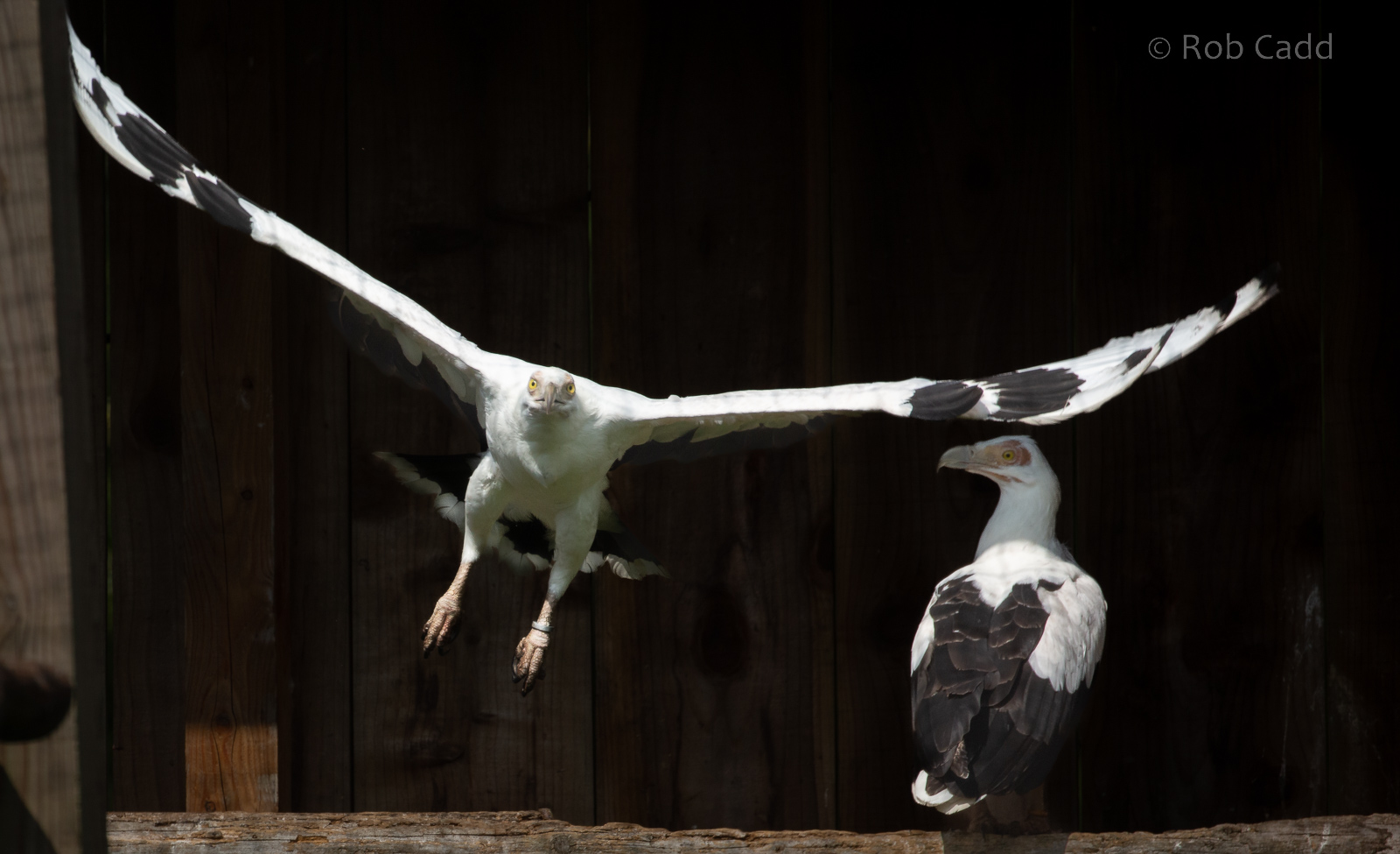 Palm-nut vulture : Cotswold Falconry Centre : 03 Sep 2021