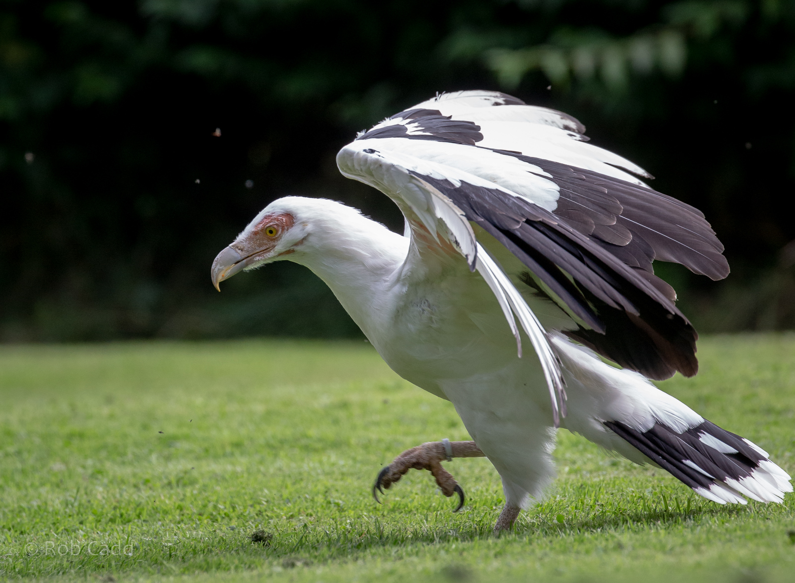 Palm-nut vulture : Cotswold Falconry Centre : 03 Sep 2021