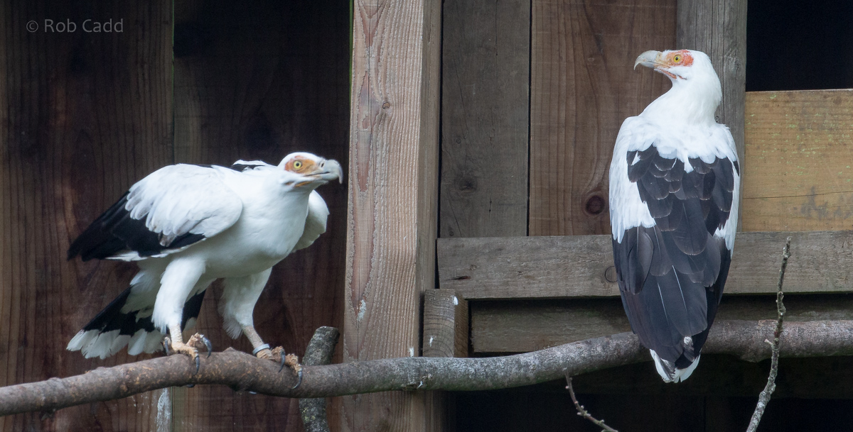 Palm-nut vulture : Cotswold Falconry Centre : 04 Sep 2020