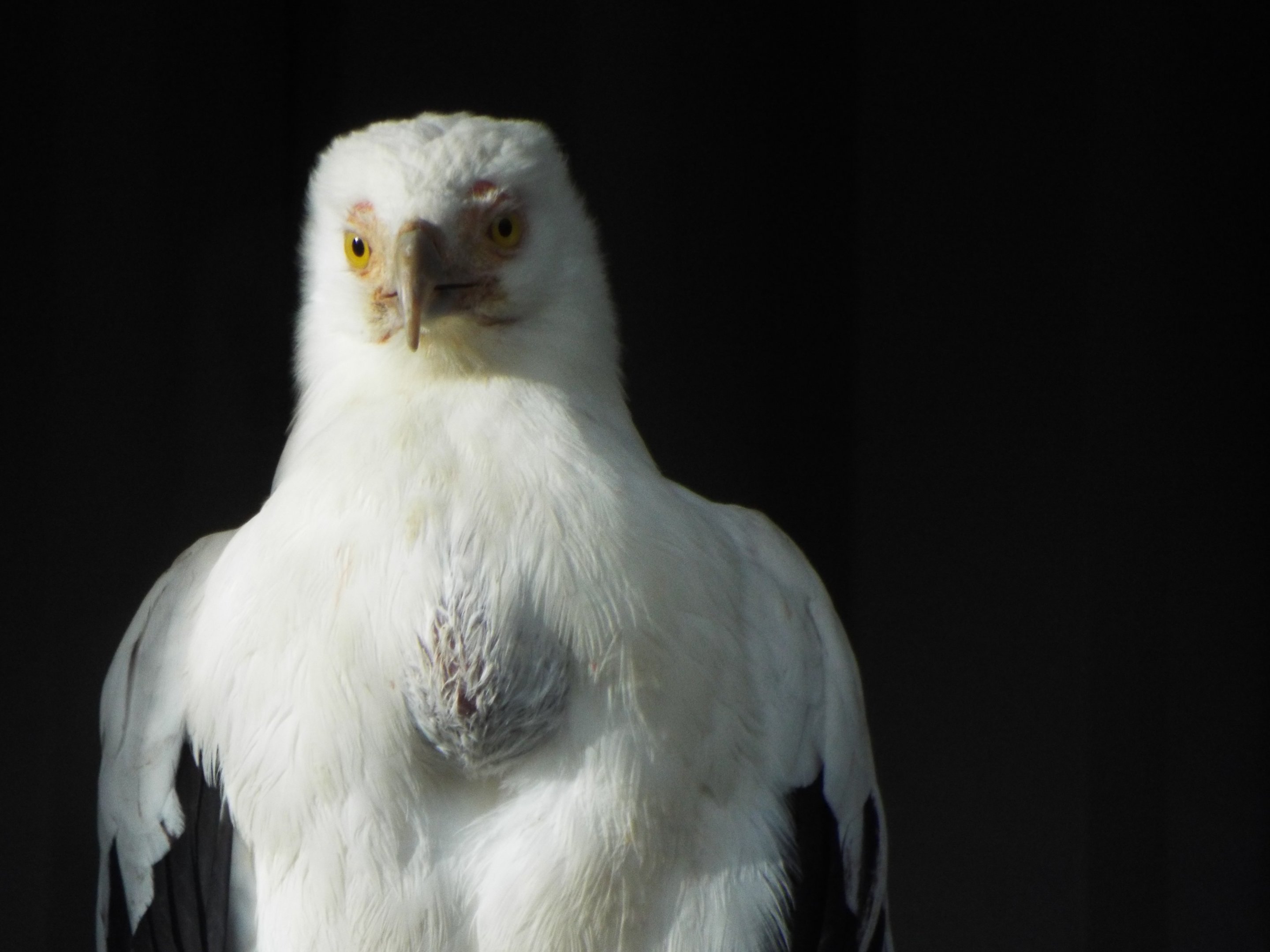 Palm Nut Vulture Exmoor Zoo