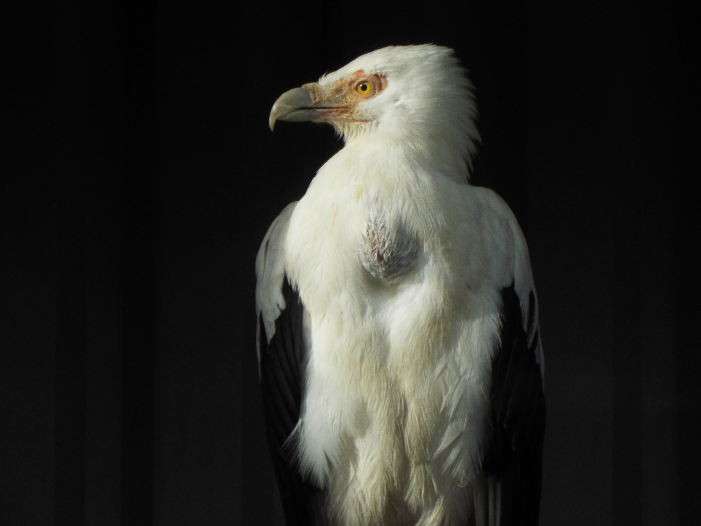 Palm-nut Vulture Exmoor Zoo