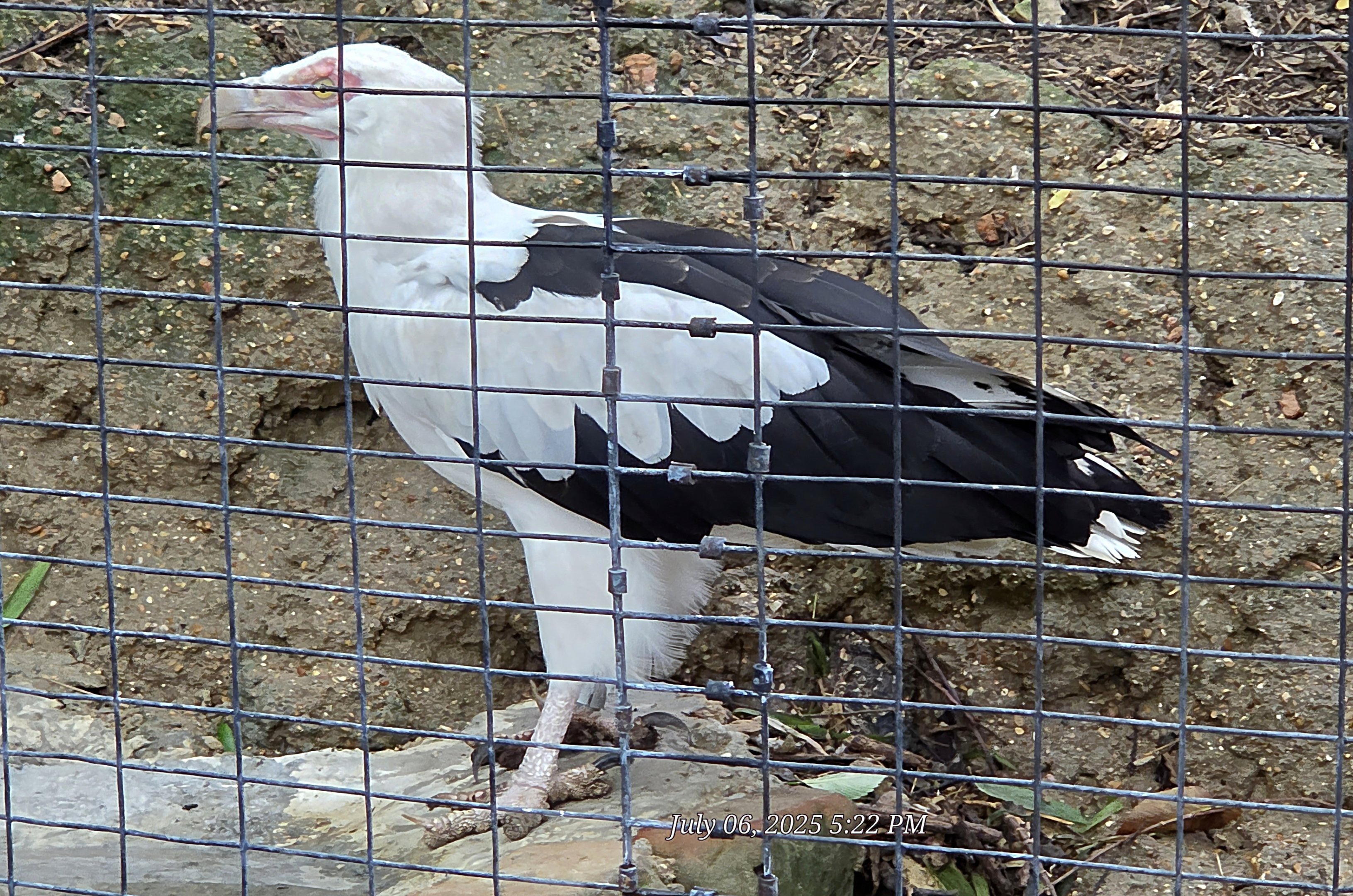Palm Nut Vulture - Fort Worth Zoo