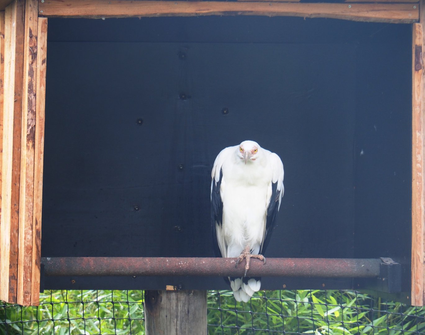 Palm-nut vulture (Gypohierax angolensis), 2019-08-11