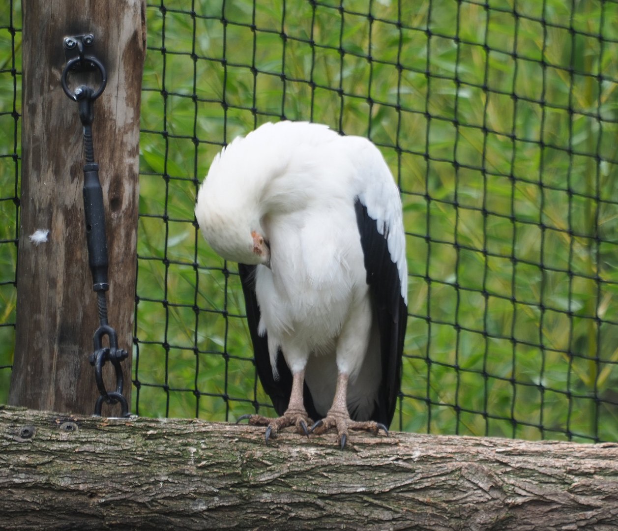 Palm-nut vulture (Gypohierax angolensis), 2019-08-11