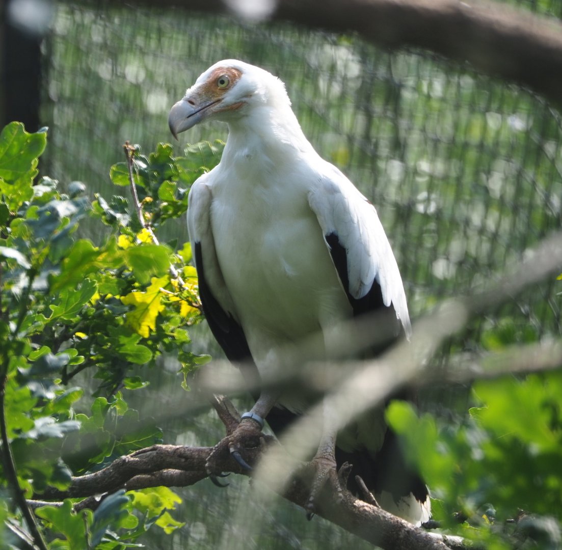 Palm-nut vulture (Gypohierax angolensis), 2021-06-15