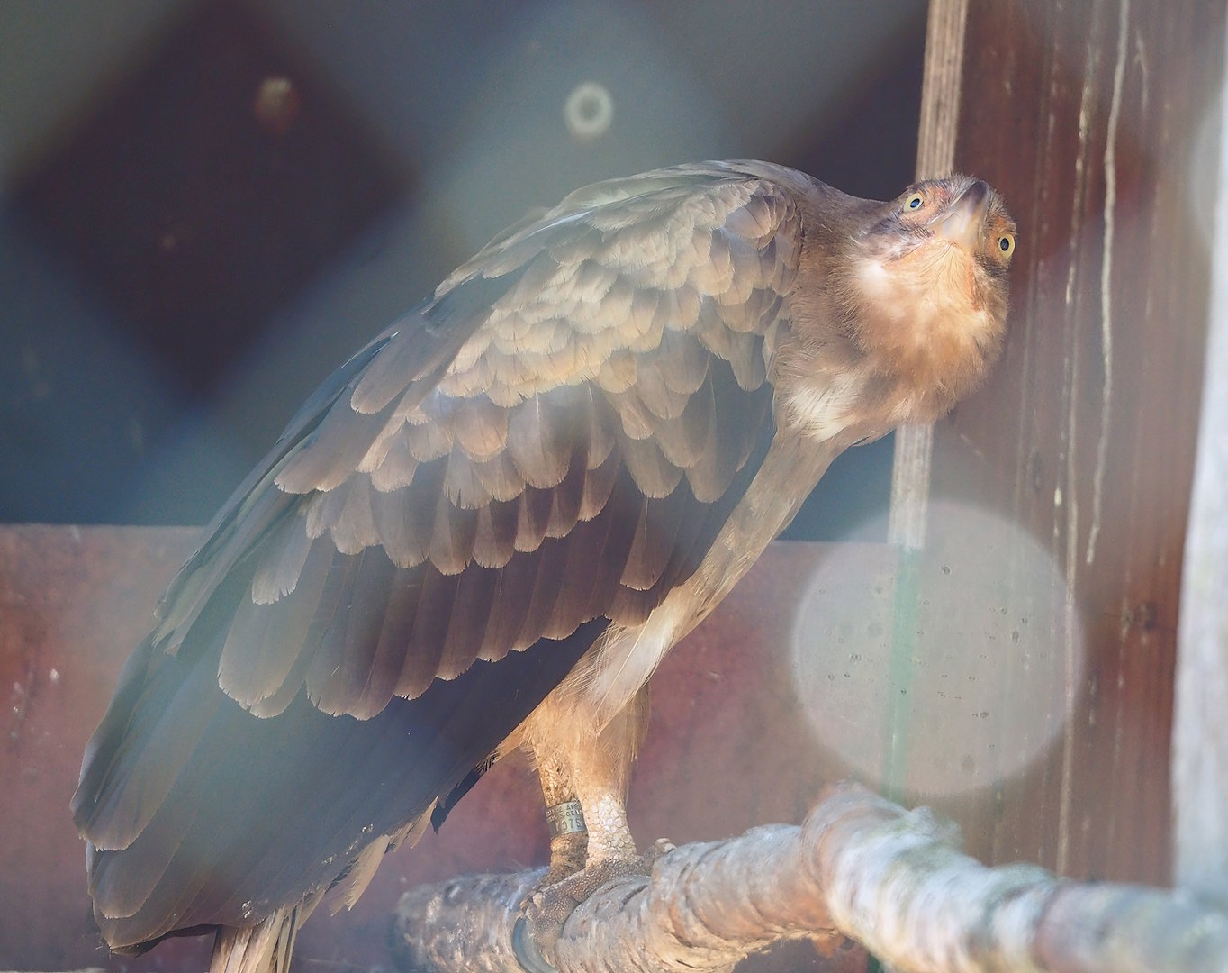Palm-nut vulture (Gypohierax angolensis), 2023-05-19