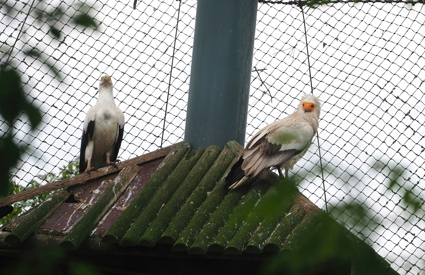 Palm-nut vulture (Gypohierax angolensis) and Egyptian vulture (Neophron percnopterus), 2023-05-16