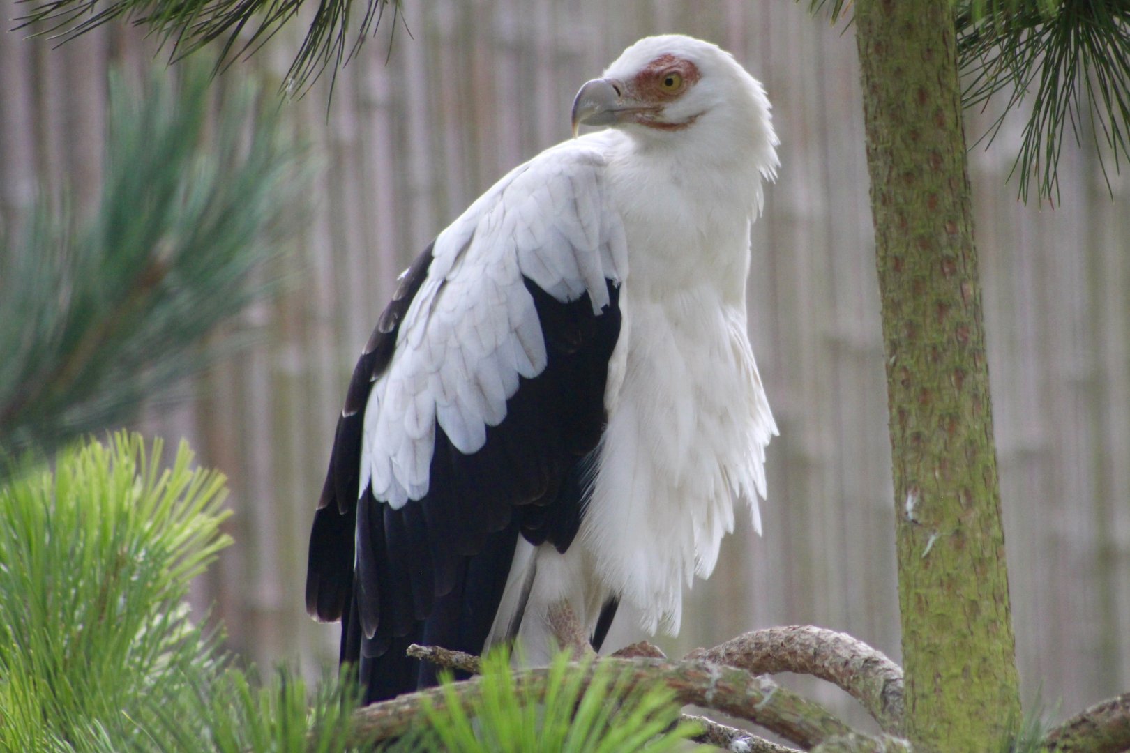 Palm-nut vulture (Gypohierax angolensis) at Tayto Park - 10/08/2021