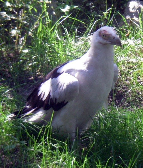 Palm-nut Vulture (Gypohierax angolensis)