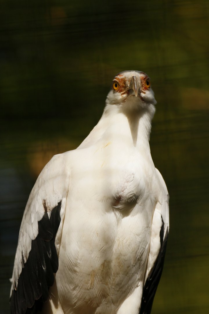 Palm-nut vulture (Gypohierax angolensis)