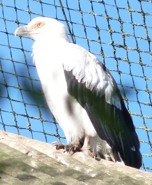Palm-nut vulture (Gypohierax angolensis)
