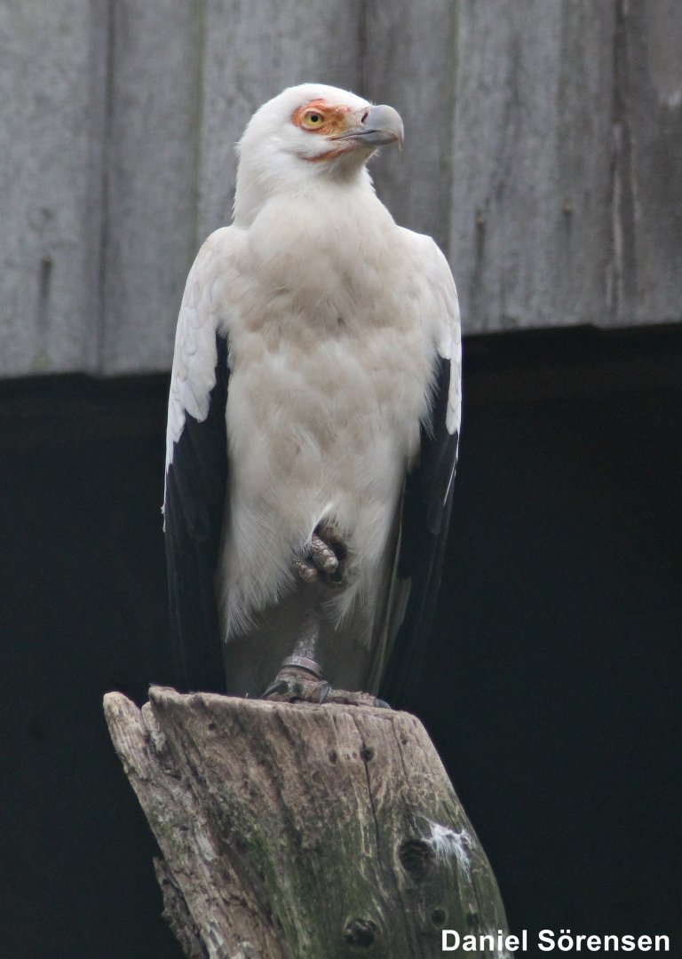 Palm-nut vulture (Gypohierax angolensis)