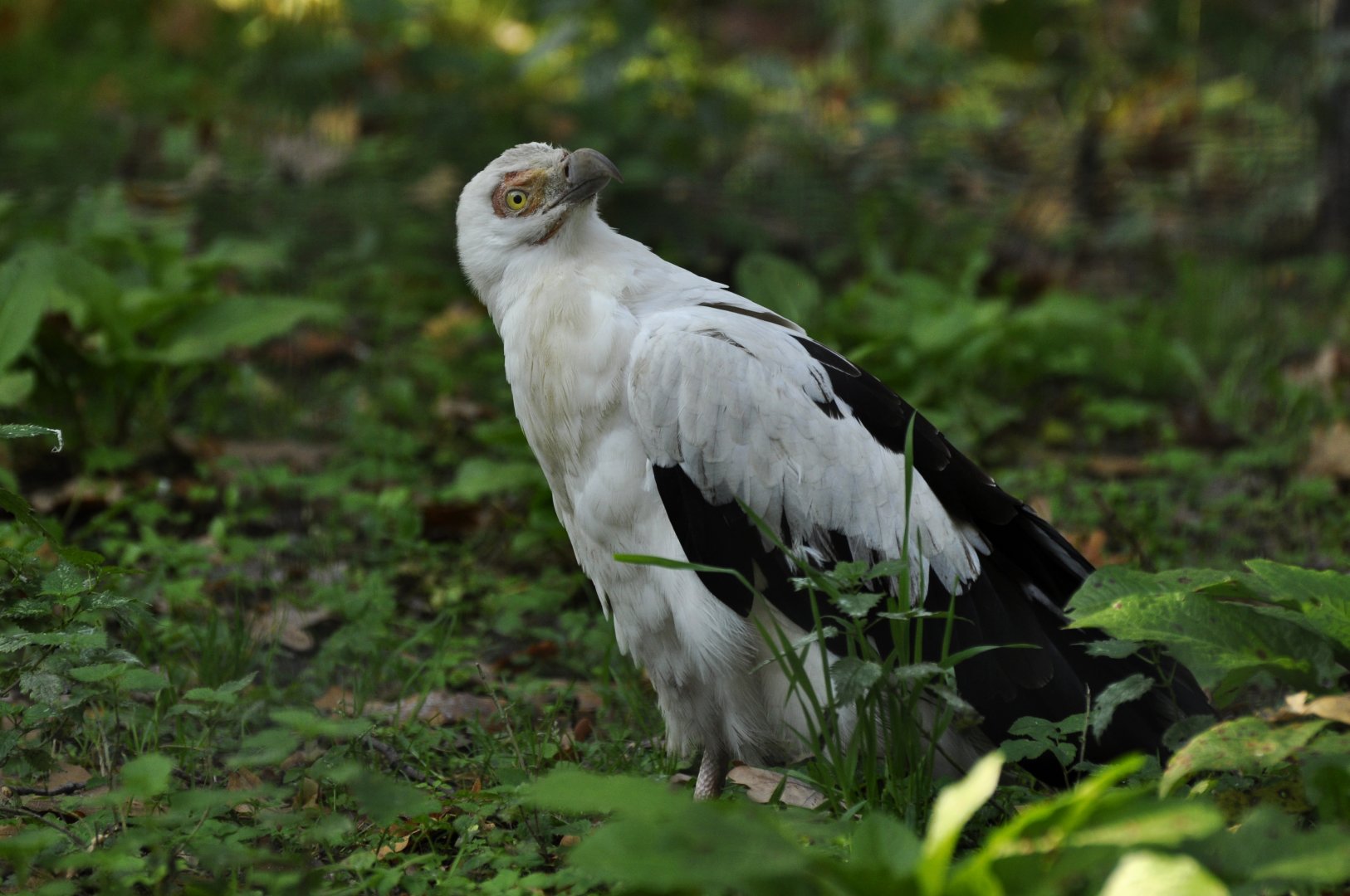 Palm-nut vulture (Gypohierax angolensis)