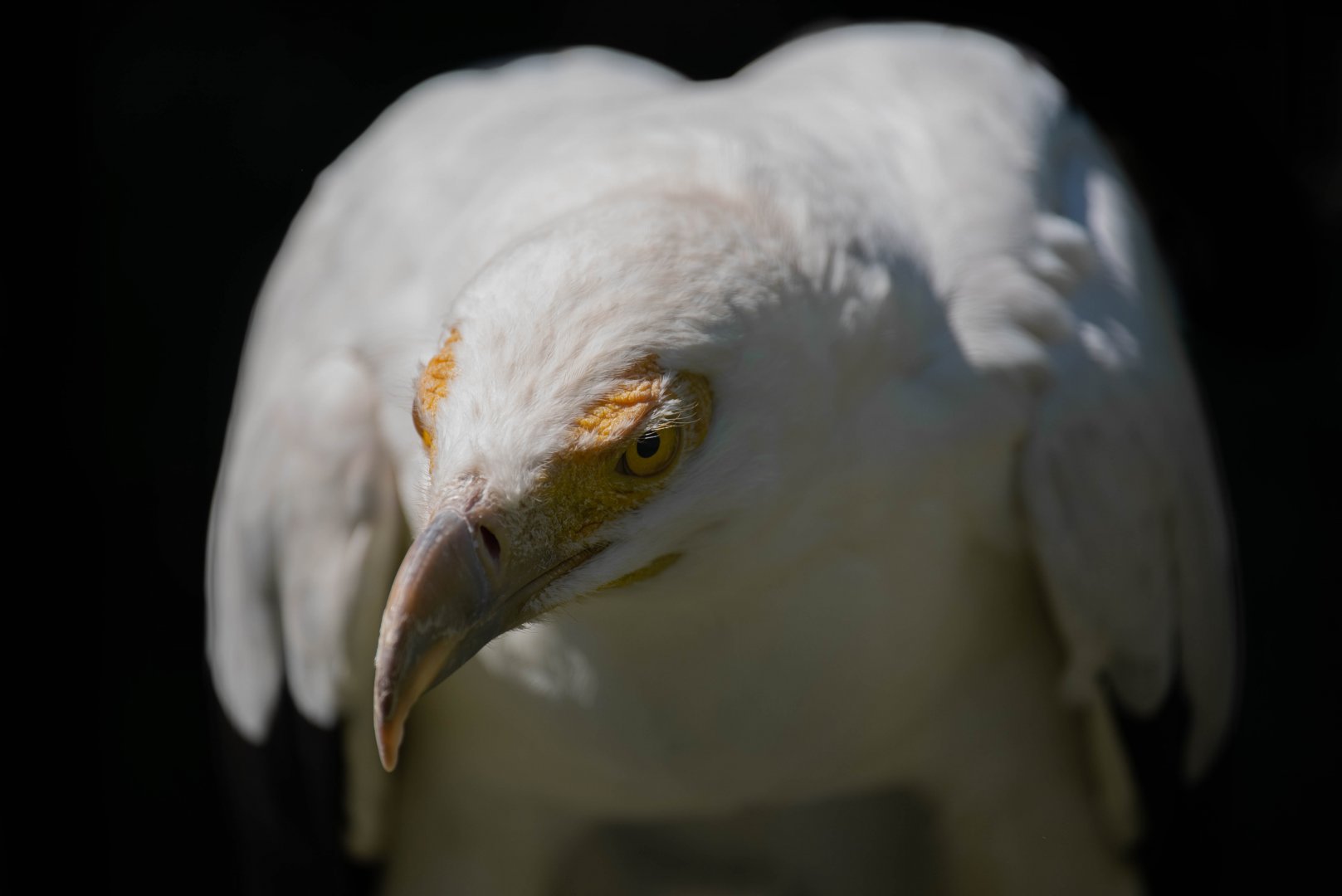 Palm-nut vulture - Gypohierax angolensis