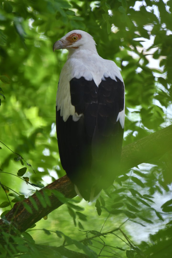 Palm-nut Vulture Gypohierax angolensis