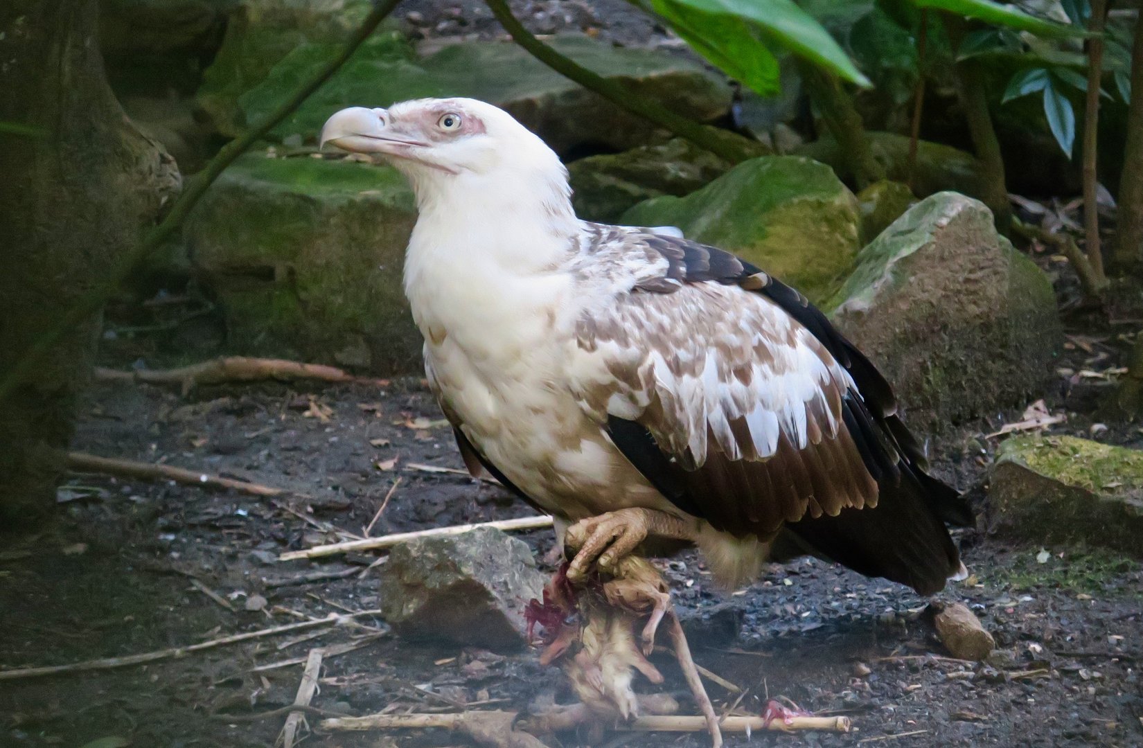 Palm-Nut Vulture (Gypohierax angolensis)