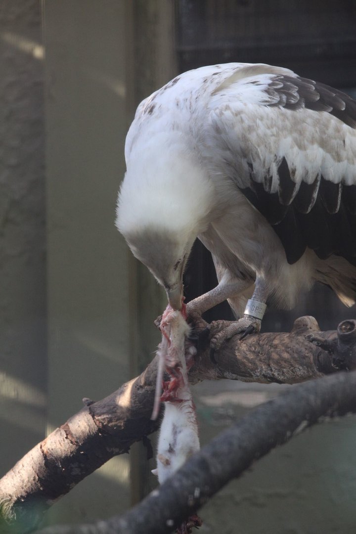 Palm-nut vulture/ Gypohierax angolensis