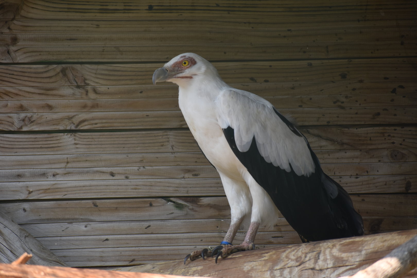 Palm-nut Vulture - Gypohierax angolensis