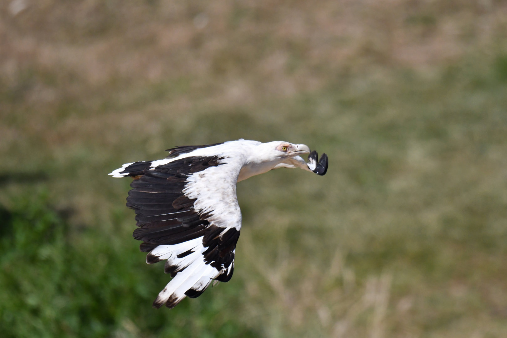 Palm-nut Vulture Gypohierax angolensis
