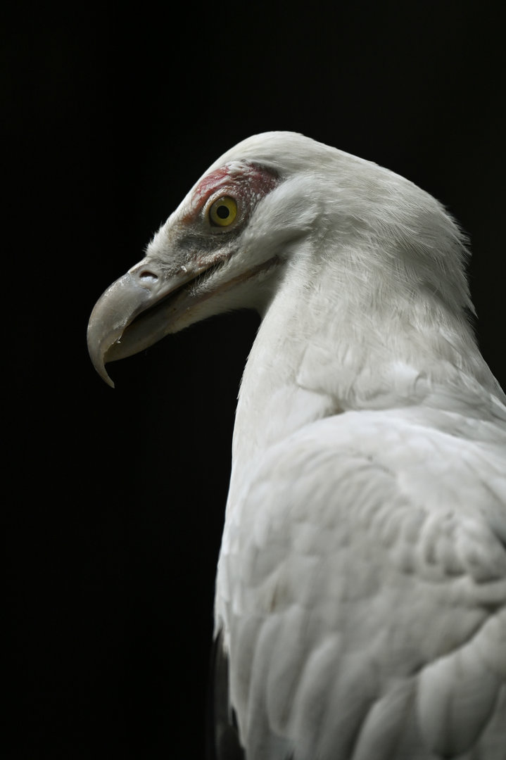 Palm-nut vulture (Gypohierax angolensis)