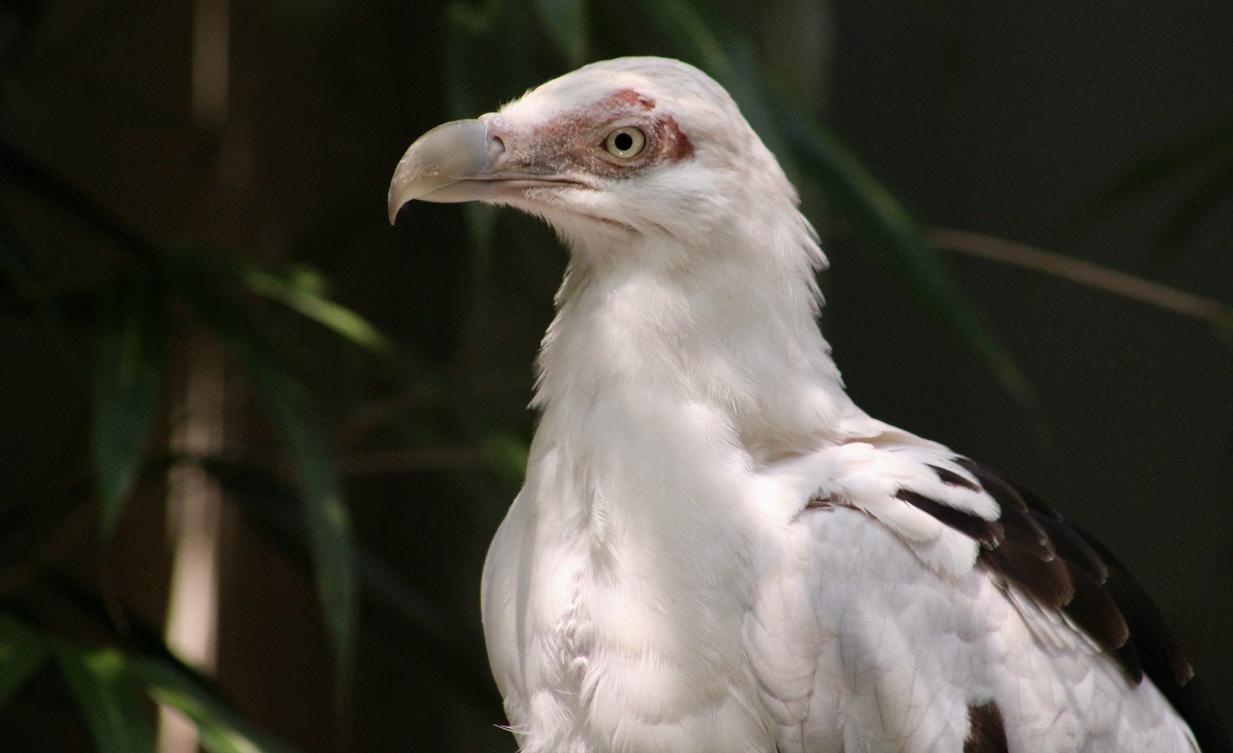 Palm-Nut Vulture (Gypohierax angolensis)