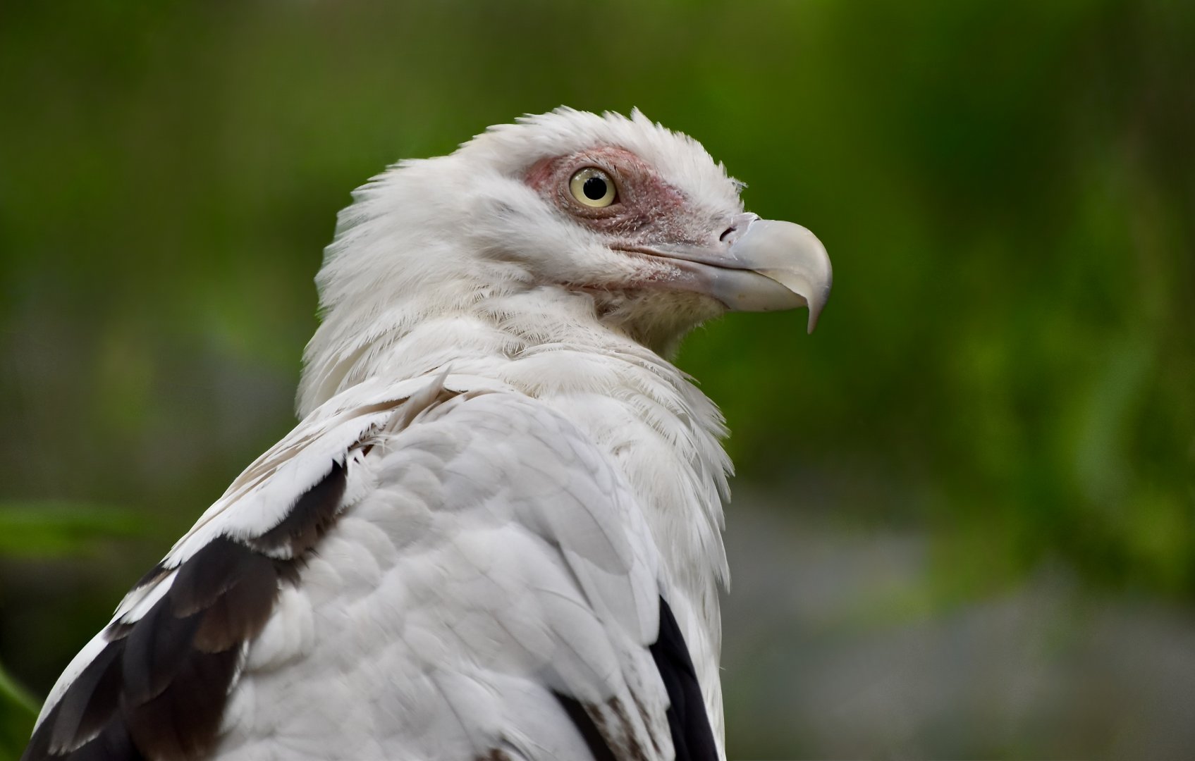 Palm-Nut Vulture (Gypohierax angolensis)