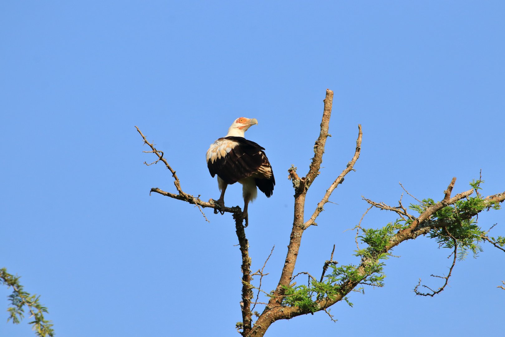 Palm-nut vulture (January 2020)