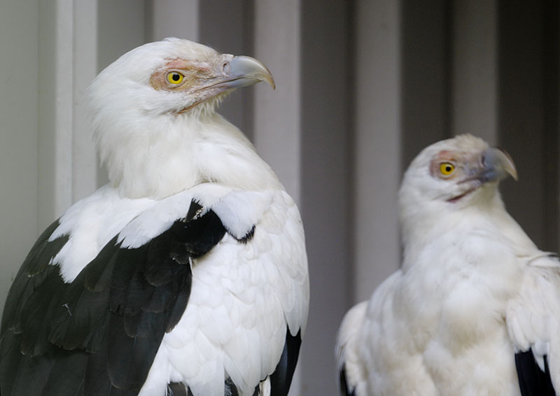 Palm nut vulture pair