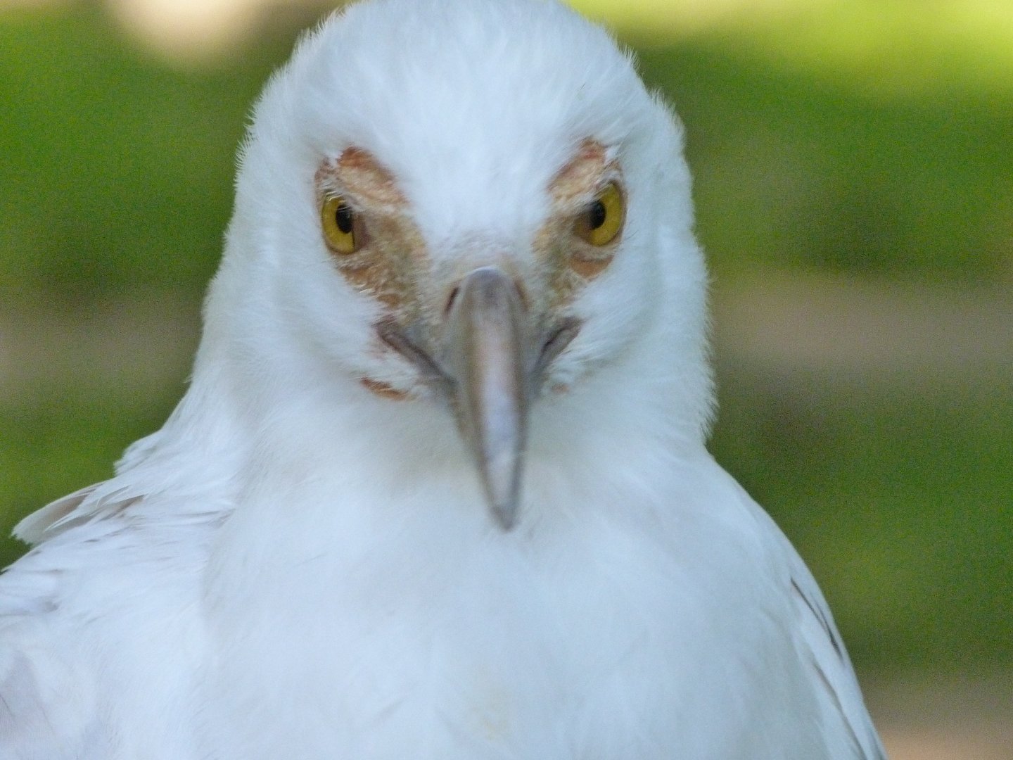 Palm-nut vulture -Parque de la Naturaleza de Cabárceno (2025)