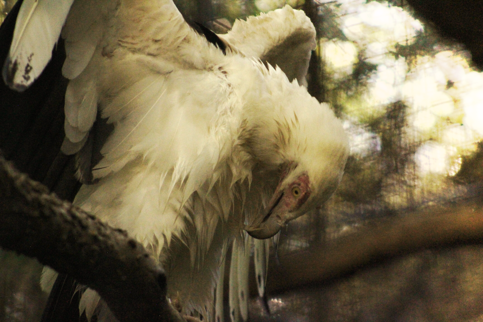 Palm-nut vulture - Raptor Canyon