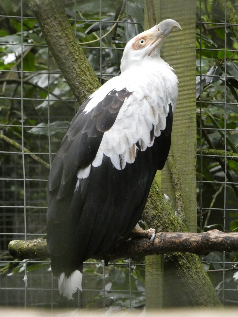 Palm-nut vulture (Rutland Falconry Centre)