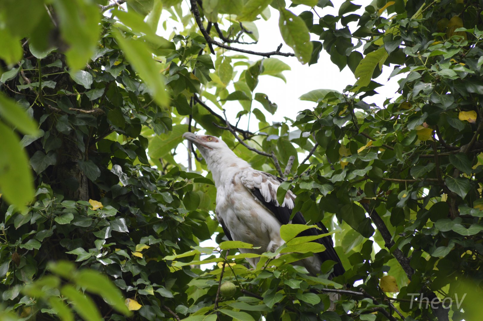Palm-nut vulture - Sanctuaire des okapis [2020]