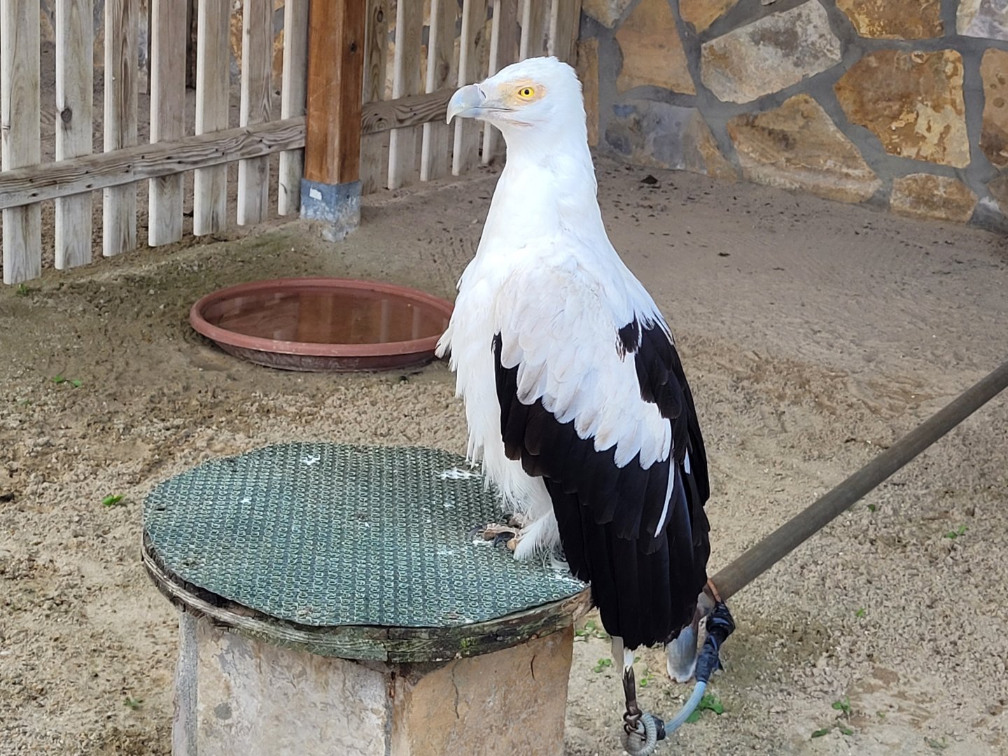 Palm-nut vulture -Tierra Rapaz (2024)