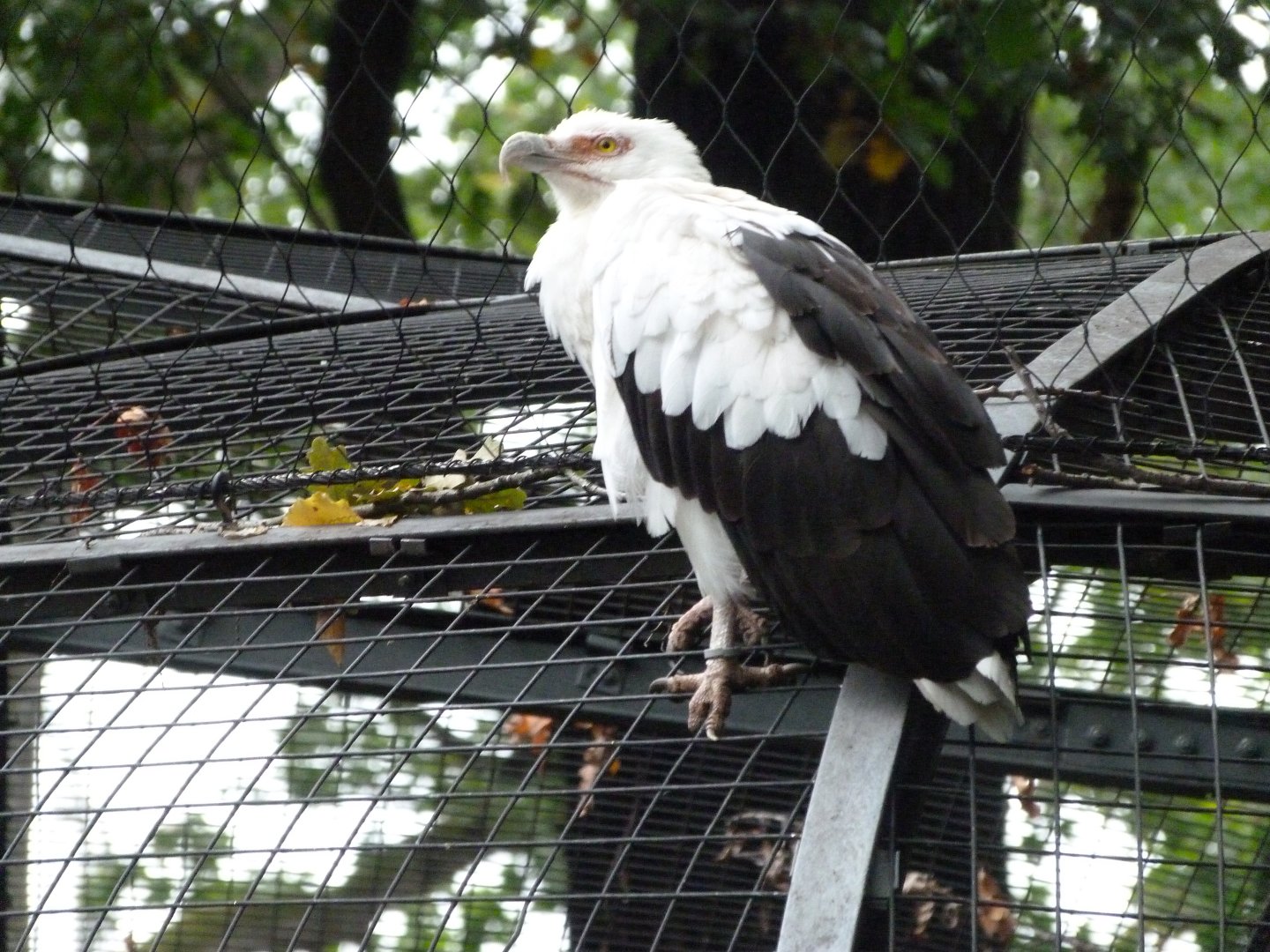 Palm-nut vulture -Zoologischer Garten Berlin (2024)