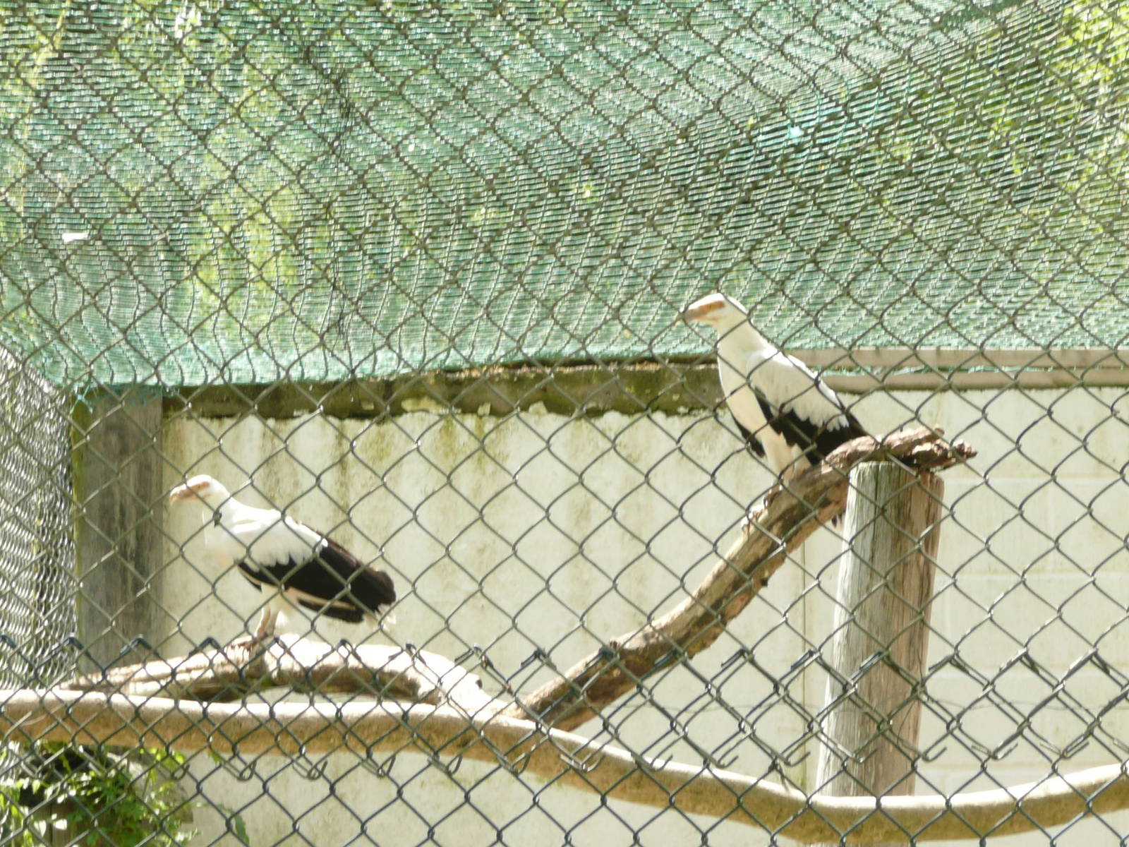 Palm-nut vulture
