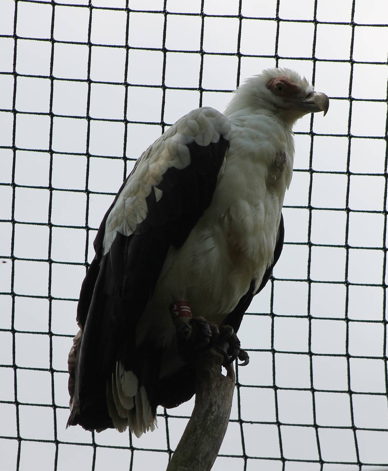 Palm-nut vulture