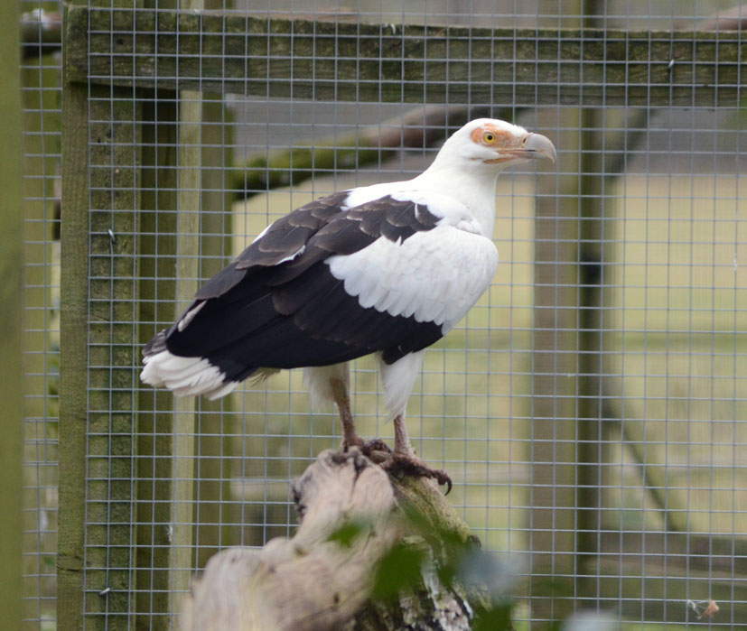 Palm Nut Vulture