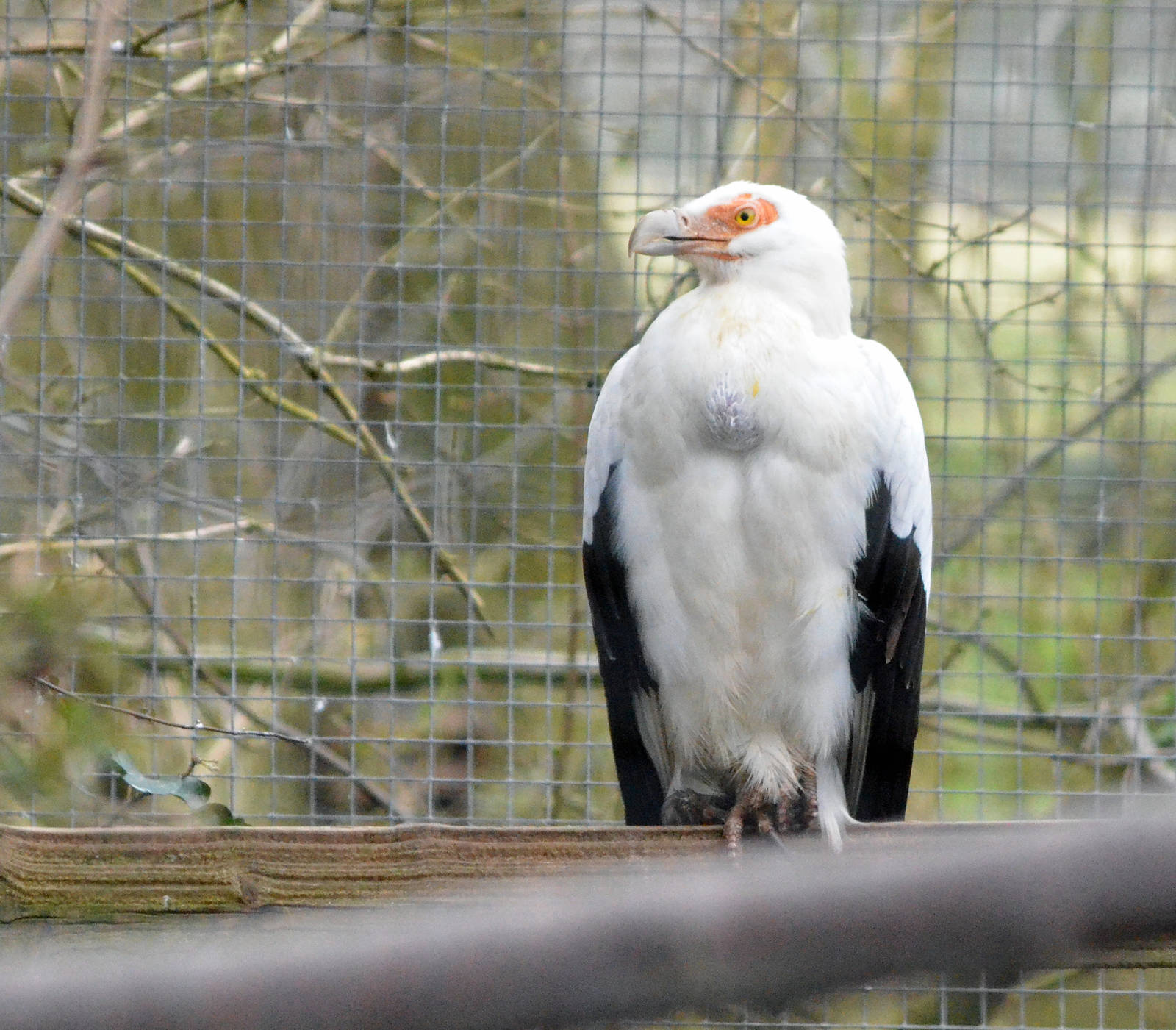 Palm nut vulture