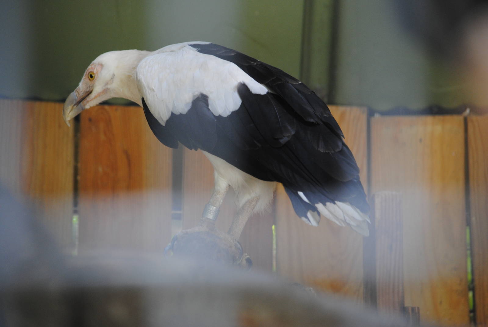 Palm-nut Vulture