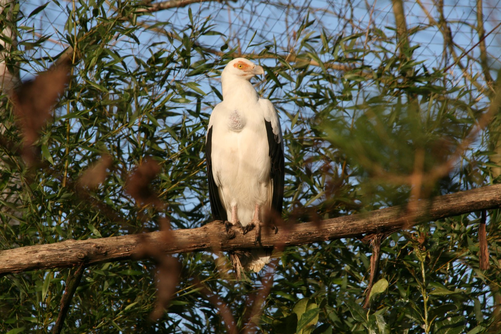 Palm-nut vulture
