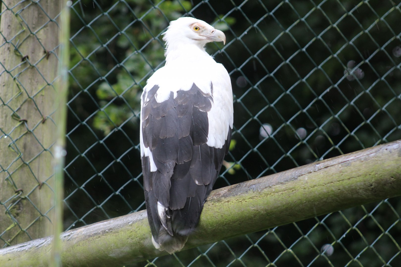 Palm Nut Vulture