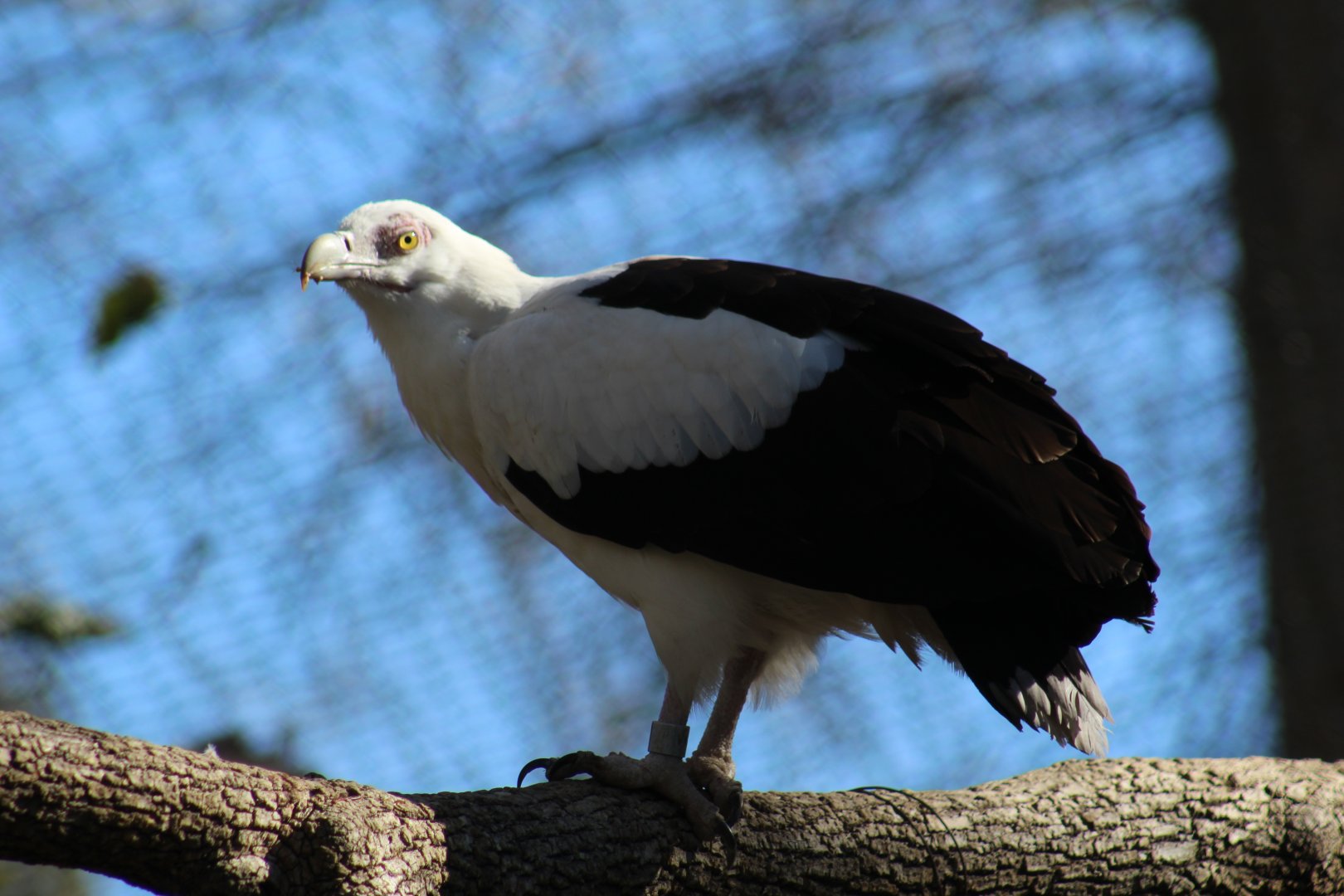 Palm-Nut Vulture