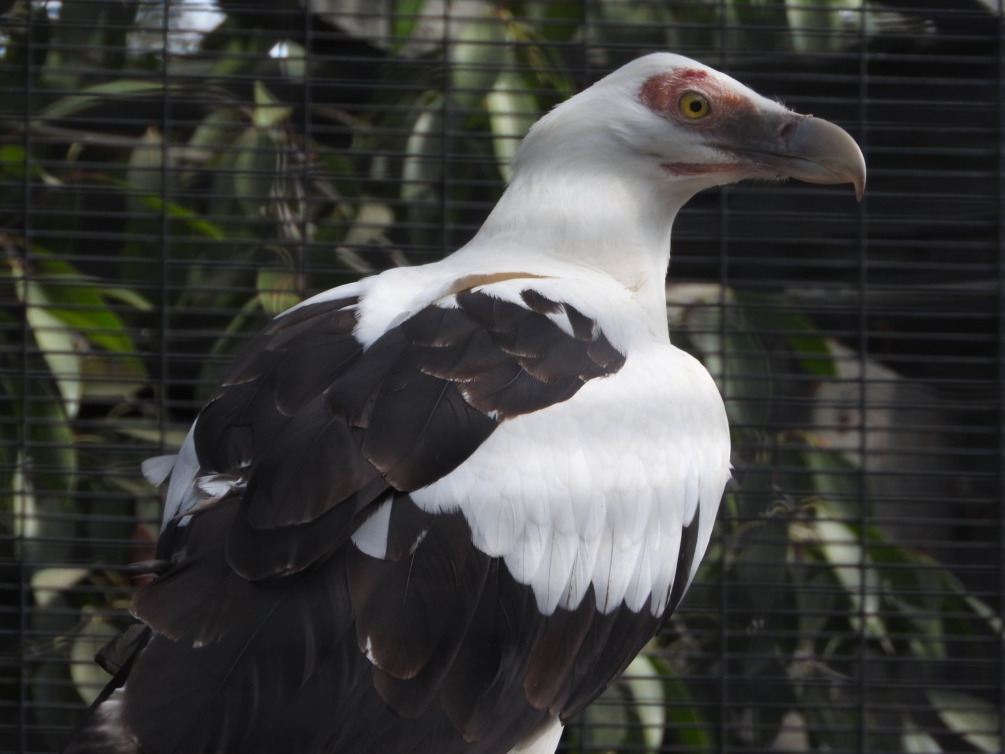 Palm Nut Vulture