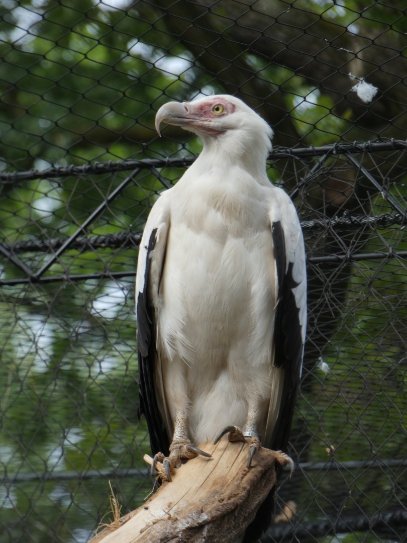 Palm Nut Vulture