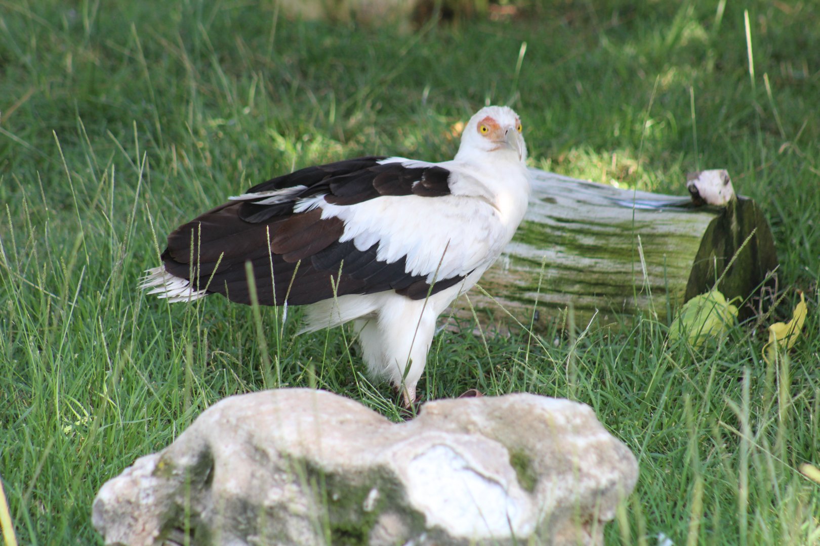 Palm-Nut Vulture