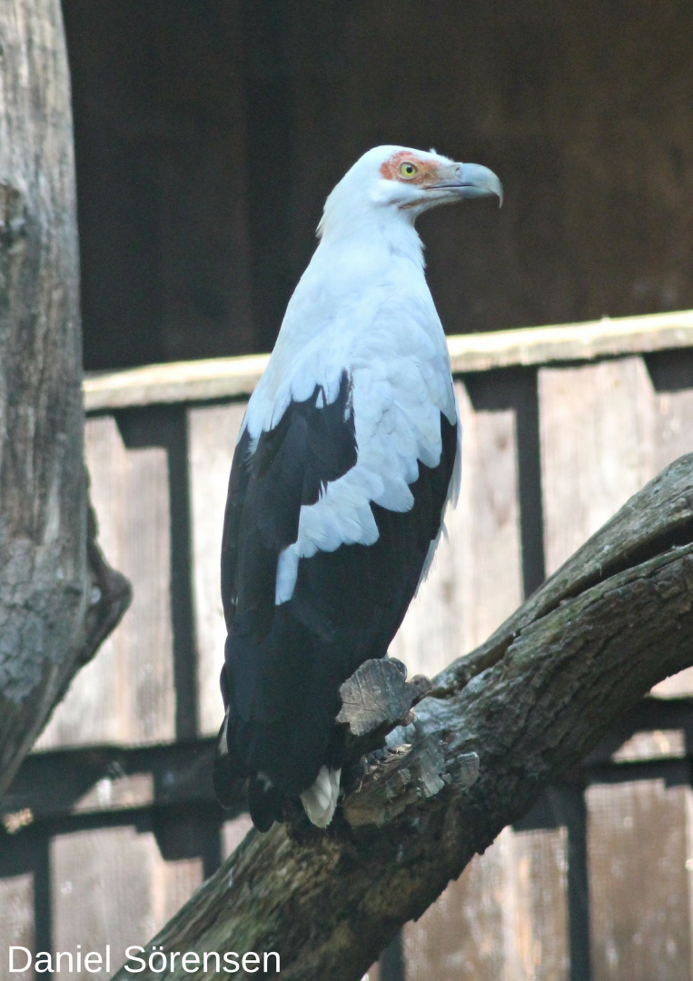 Palm-nut vulture